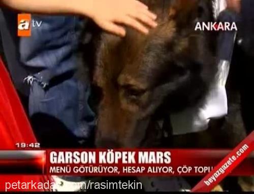 marsvontekİn Erkek Alman Çoban Köpeği