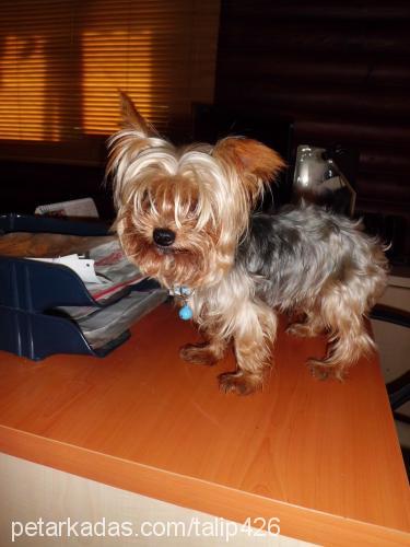 corc Erkek Yorkshire Terrier