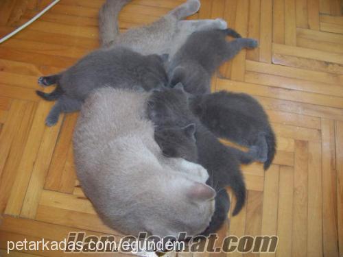 5izler Dişi British Shorthair