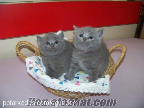 5izler Dişi British Shorthair