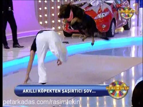 marsvontekİn Erkek Alman Çoban Köpeği