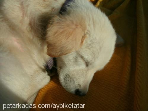 peri Dişi Golden Retriever