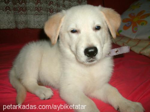 peri Dişi Golden Retriever