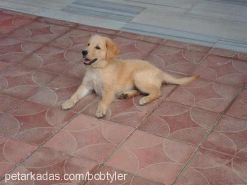 tyler Erkek Golden Retriever