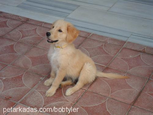 tyler Erkek Golden Retriever