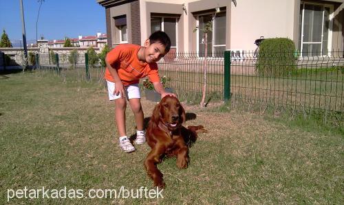 budy Erkek İrlandalı Setter