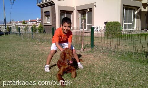 budy Erkek İrlandalı Setter