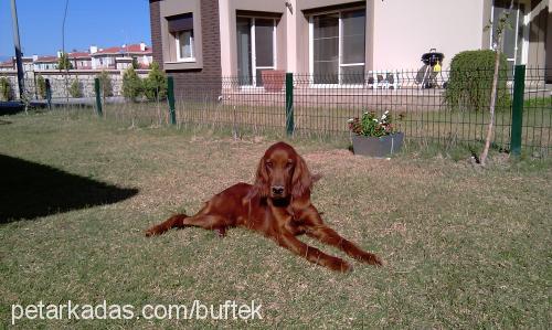 budy Erkek İrlandalı Setter