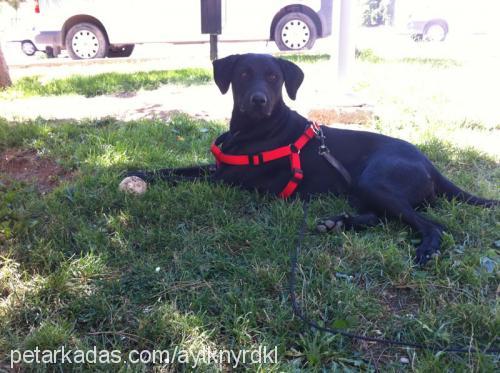 feriha Dişi Labrador Retriever