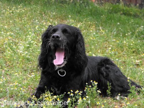 arap Erkek Russian Spaniel