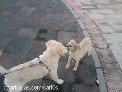 carlos Erkek Golden Retriever