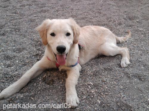 carlos Erkek Golden Retriever