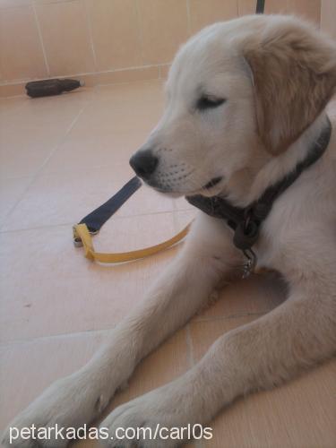 carlos Erkek Golden Retriever