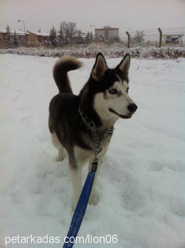 lion Erkek Sibirya Kurdu (Husky)