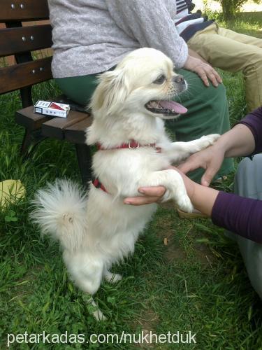 dük Erkek Tibetli Spaniel