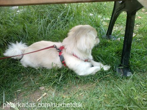 dük Erkek Tibetli Spaniel