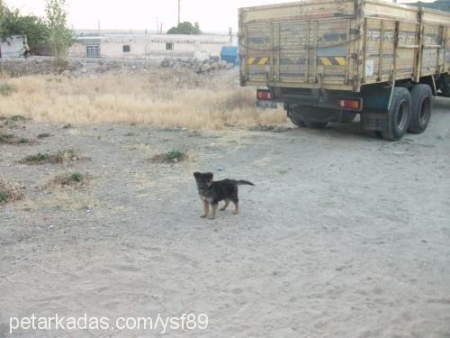 yaman Erkek Alman Çoban Köpeği