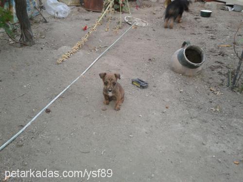 yaman Erkek Alman Çoban Köpeği