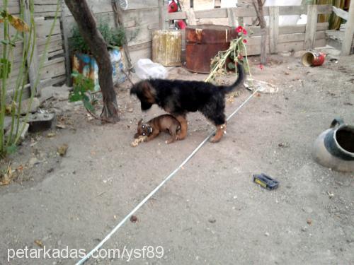 yaman Erkek Alman Çoban Köpeği