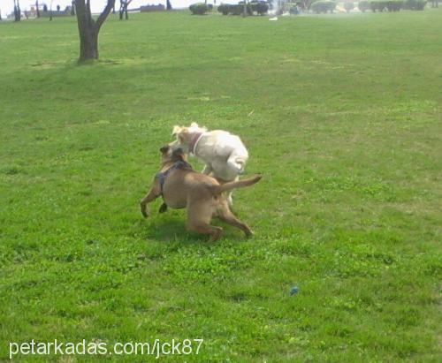 paŞam Erkek Boxer