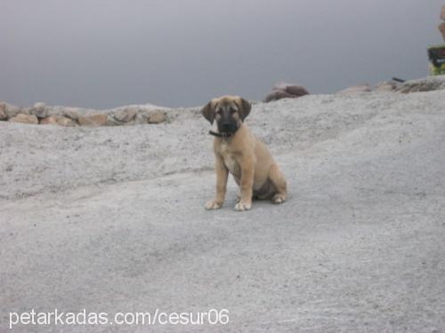 cesur Erkek Kangal