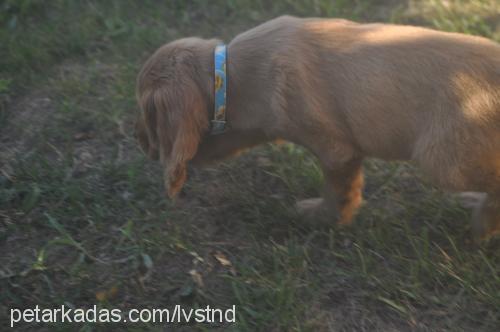 sheila Dişi İngiliz Cocker Spaniel