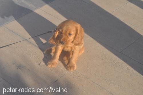 sheila Dişi İngiliz Cocker Spaniel