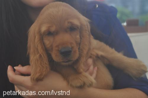 sheila Dişi İngiliz Cocker Spaniel