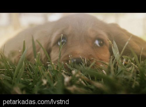 sheila Dişi İngiliz Cocker Spaniel