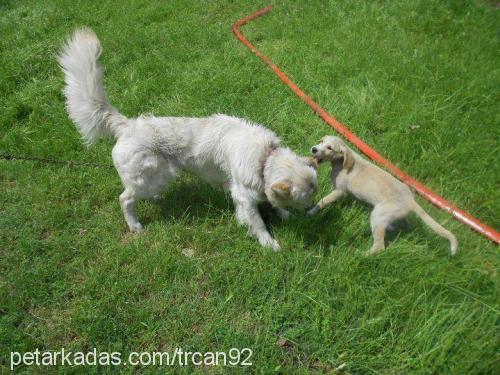 paşa Erkek Golden Retriever