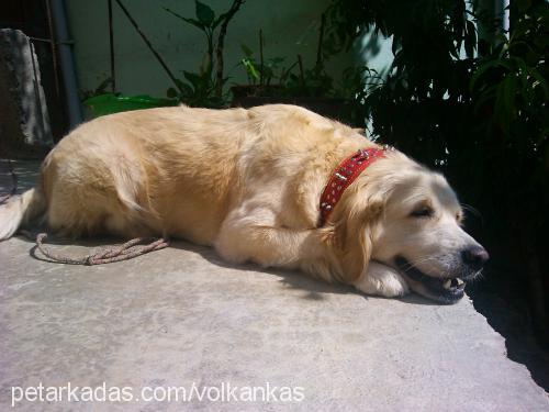 dodo Dişi Golden Retriever