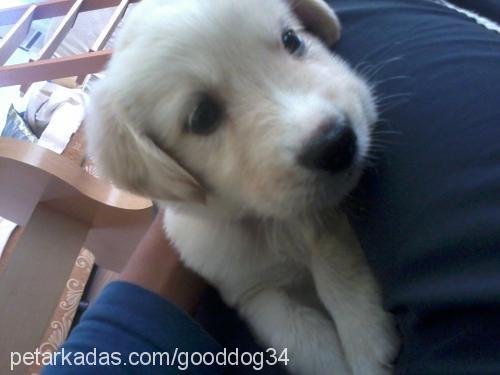 kafkas Erkek Golden Retriever