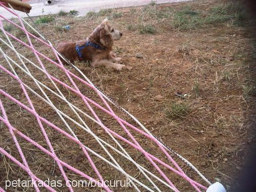 brendy Erkek İngiliz Cocker Spaniel