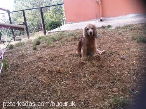 brendy Erkek İngiliz Cocker Spaniel