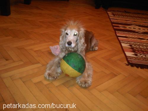 brendy Erkek İngiliz Cocker Spaniel