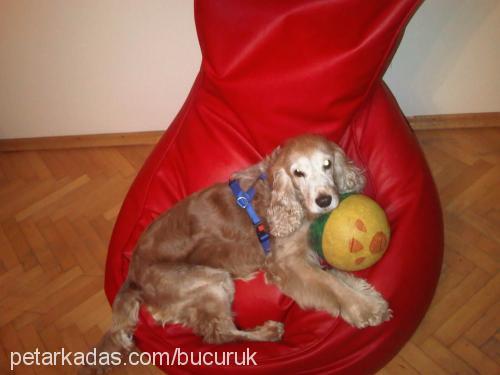 brendy Erkek İngiliz Cocker Spaniel