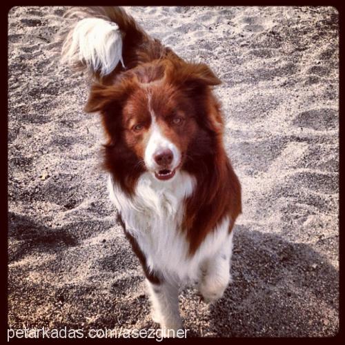 chopen Erkek Border Collie