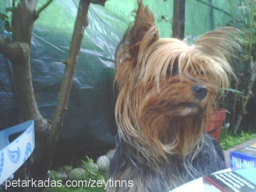 zeytin Dişi Yorkshire Terrier