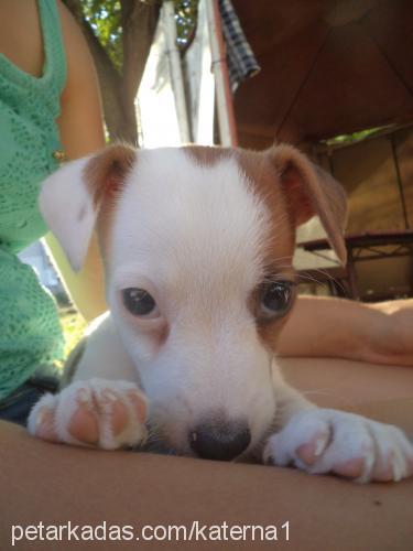 roxy Dişi Jack Russell Terrier