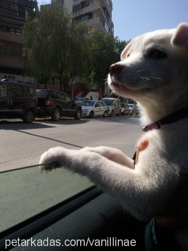 vanilya Dişi Alaskan Malamute