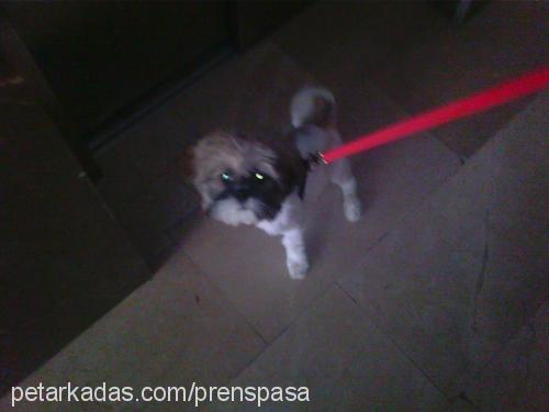 paşa Erkek Shih-Tzu