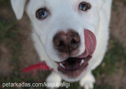 gün Dişi Alaskan Malamute