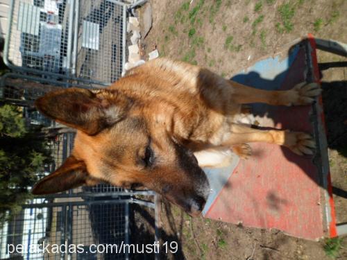 carlos Erkek Alman Çoban Köpeği