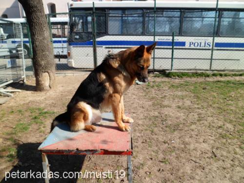 carlos Erkek Alman Çoban Köpeği