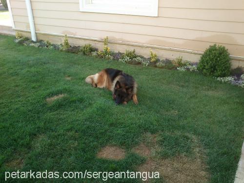 arya Dişi Alman Çoban Köpeği