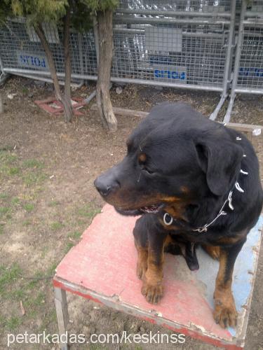 body Erkek Rottweiler