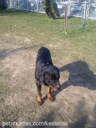 body Erkek Rottweiler