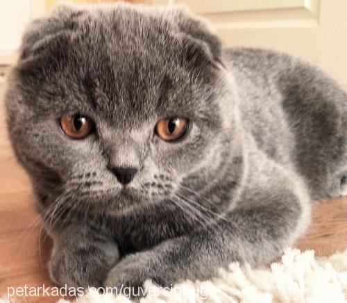 hugo Erkek Scottish Fold