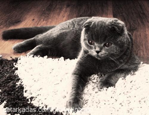 hugo Erkek Scottish Fold