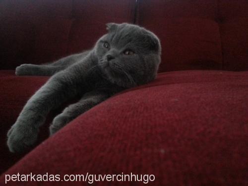 hugo Erkek Scottish Fold